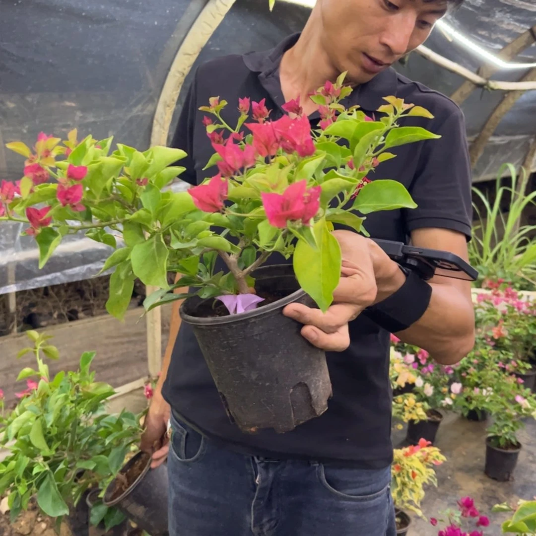 完全开放（佩德罗）三角梅会落花落叶会光杆苗有大有小