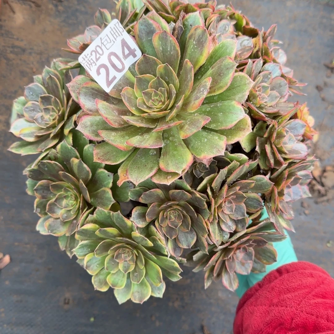 半夏204满20包邮断枝不包