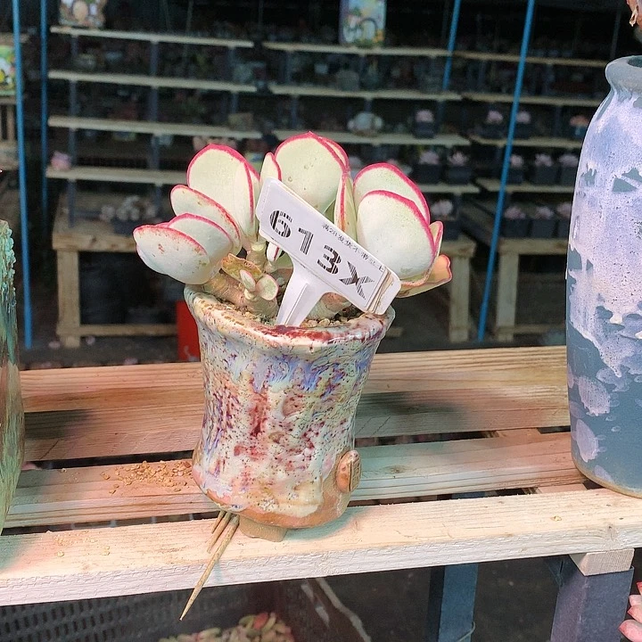 娓**来白眉带盆不脱土