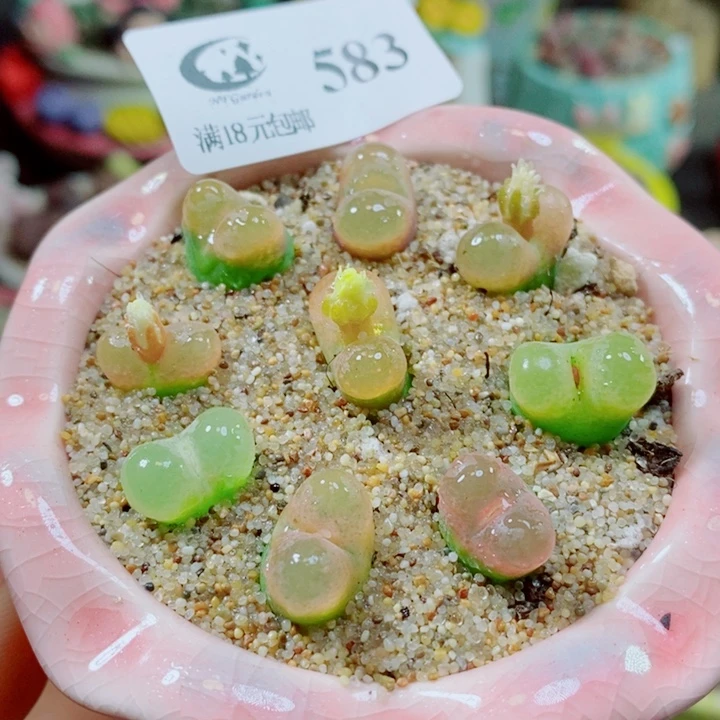 生石花花花花花花花583