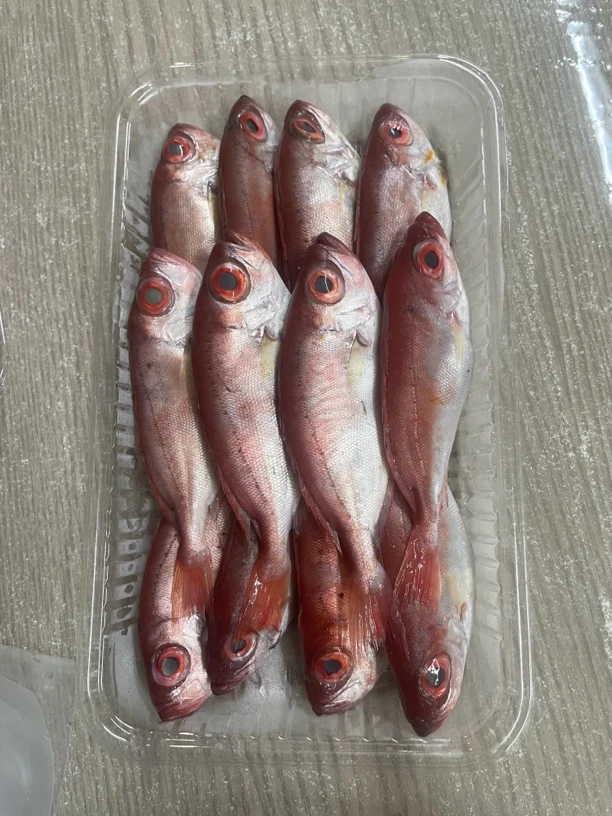神泉本港照灯小红木鲢，煲汤神器 5 斤起拍广东省包邮