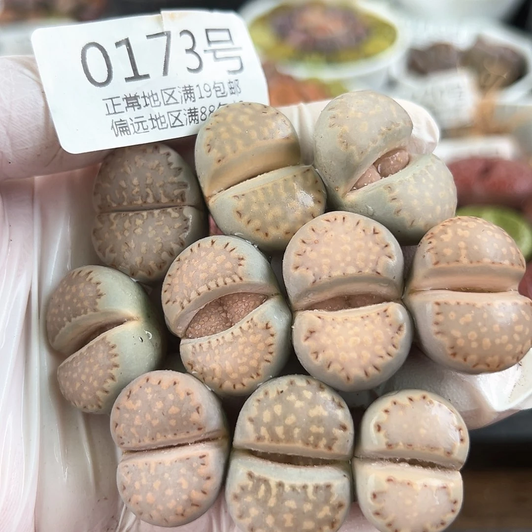 0173四年大饼干10颗2-2.5cm