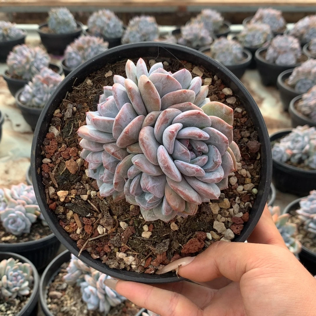 七头无砍石榴籽花花