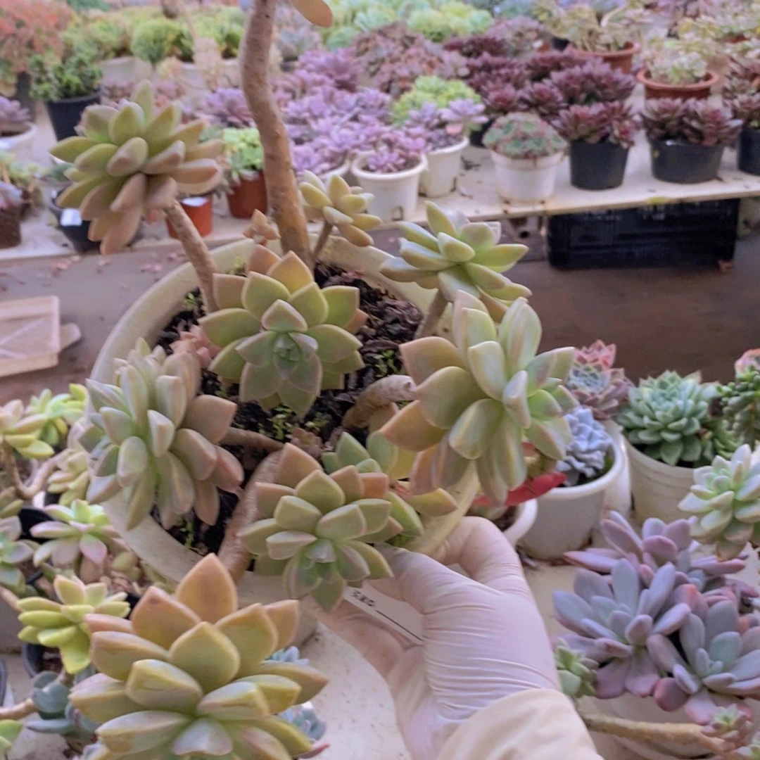 484淡雪老桩一物一拍