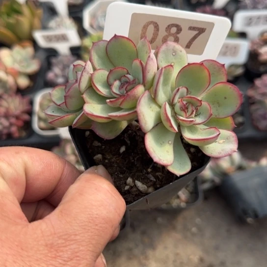 87牡丹亭多肉植物多