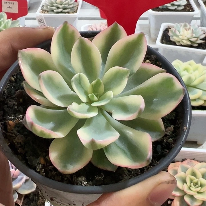 703号雨滴锦多肉植物