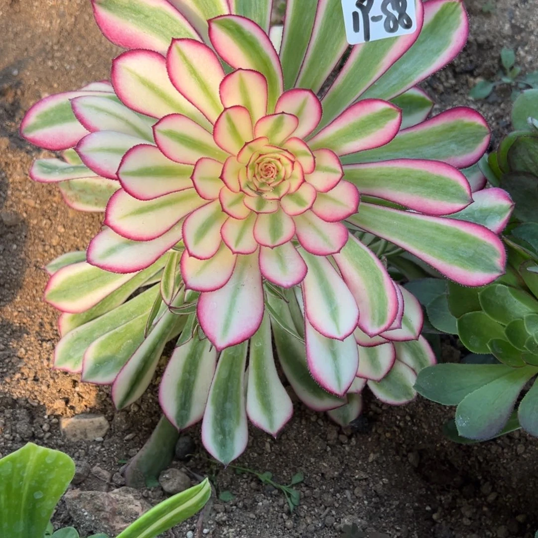 88白月光多肉植物