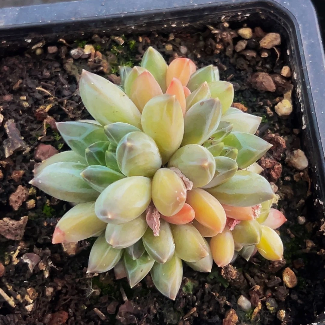 桔云多肉美人精品系列