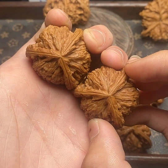 是****羽白狮子1111111111111111