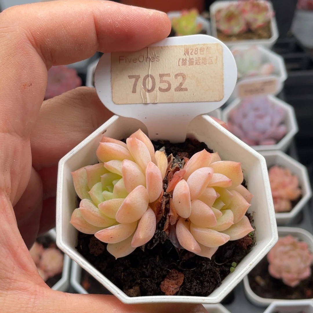 纯爱7052-6.0厘米