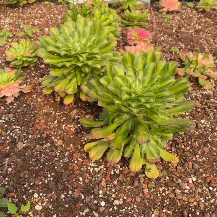 知否捧花实生根一号棚