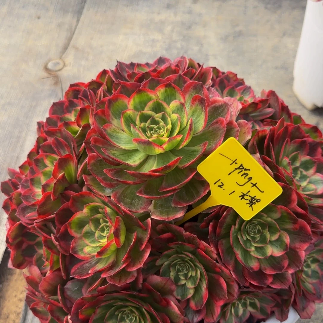 赤子心88888888888