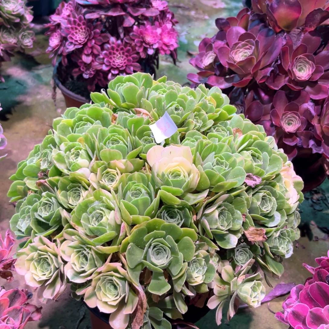 无花朵多肉植物五彩琉璃822