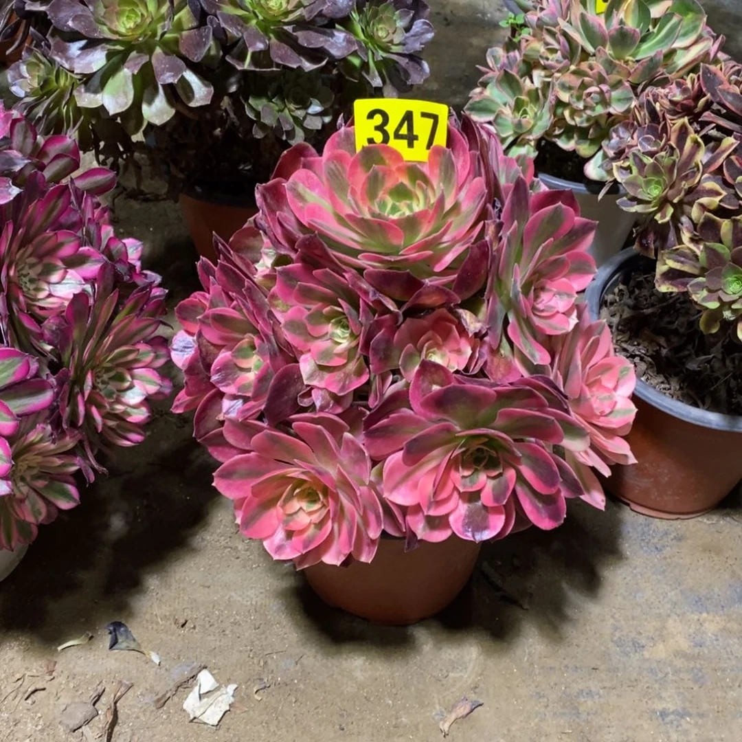 粉女郎多肉法师347