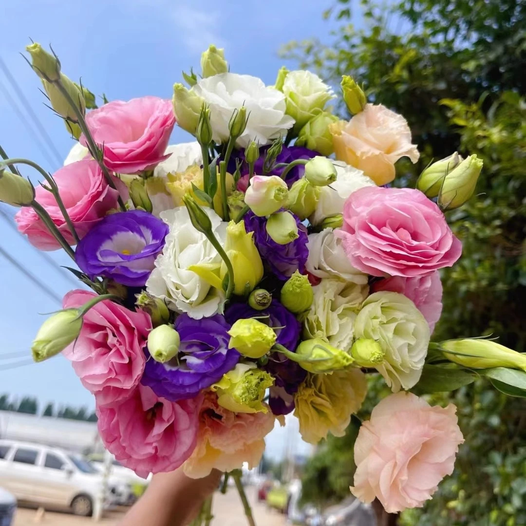 鲜花洋桔梗无刺玫瑰 云南昆明源头鲜花基地直发鲜花办公居家装饰