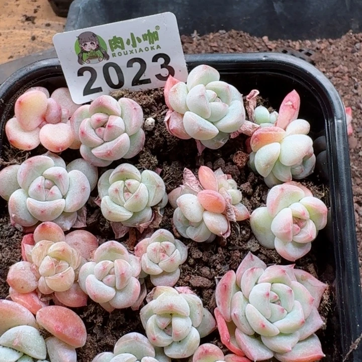 多肉植物多肉植物