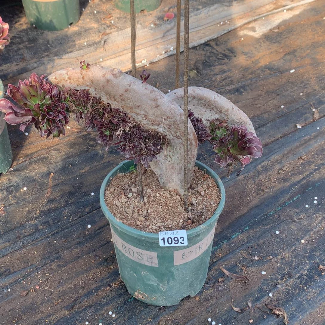 1093翅膀一颗缀化