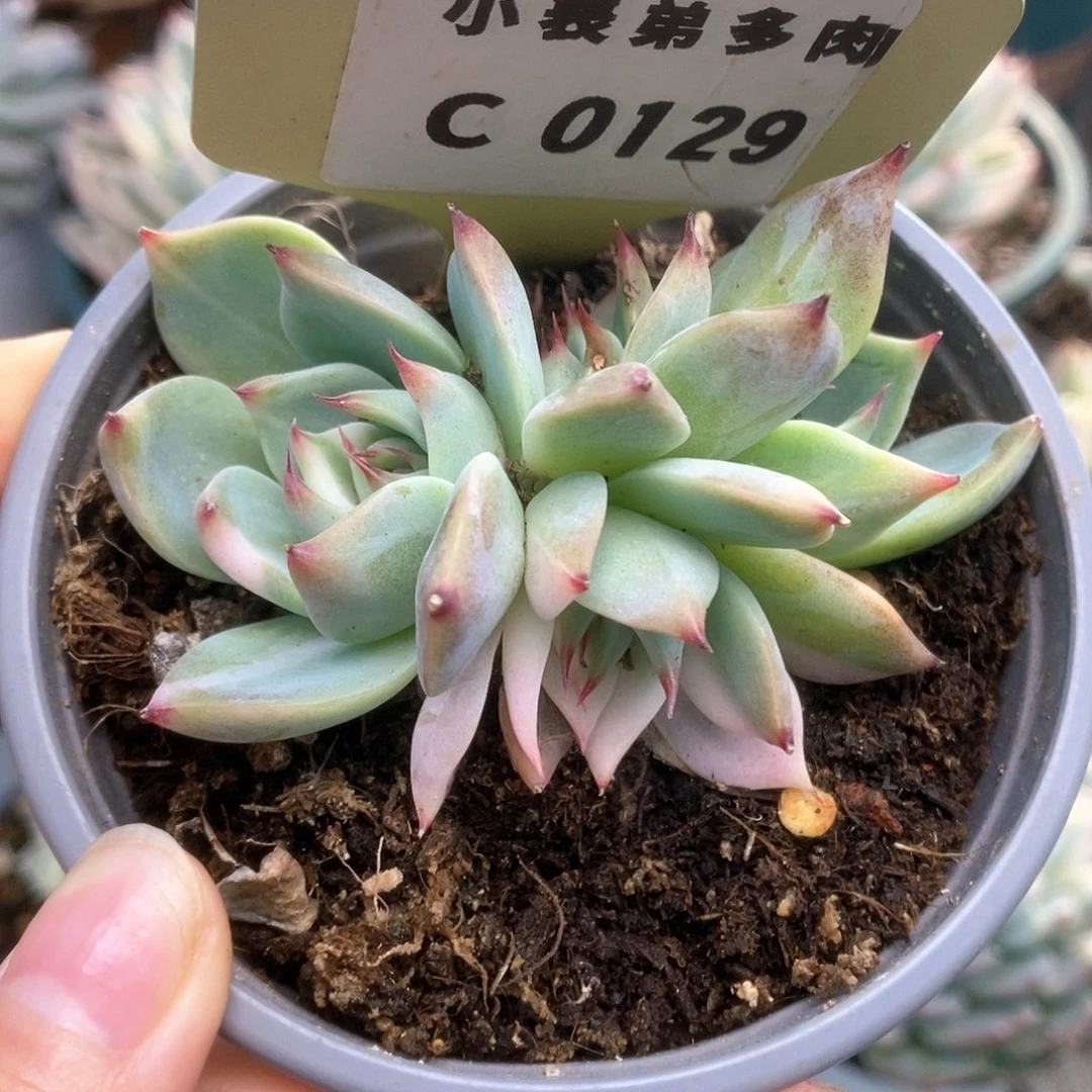 129锦锦锦锦锦锦锦