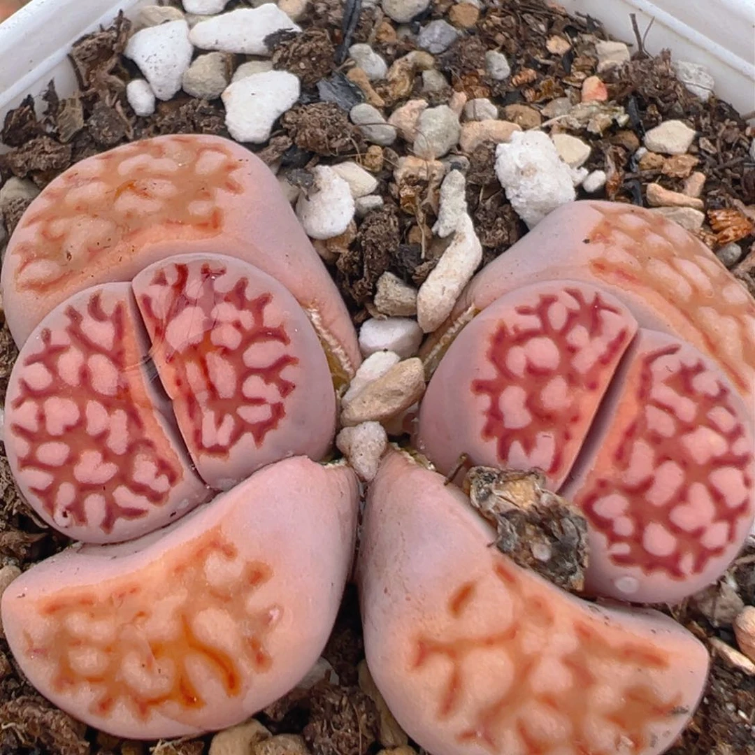 52多肉植物百科知识