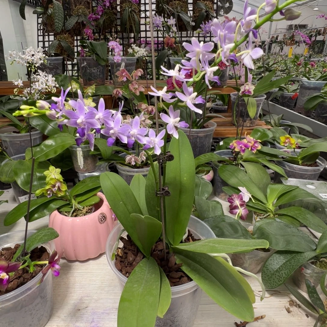 完全开放蓝星5.5寸杯