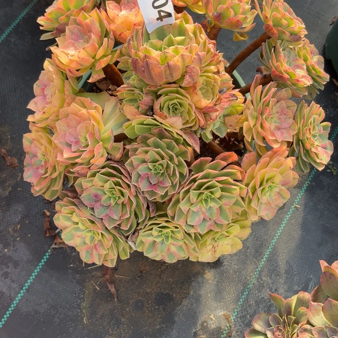 304雨河多肉植物福利