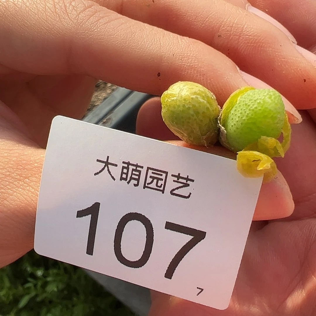 0000107量拍母本双头玉米1颗