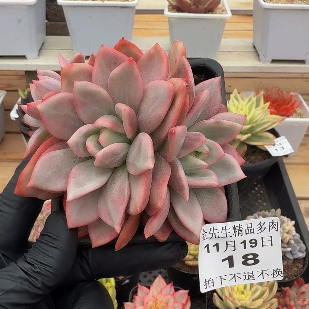 1119-18香槟锦群生