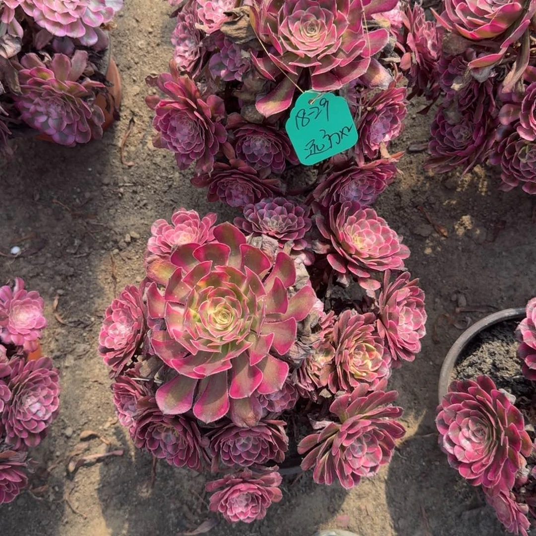 远***方法师红铜嫩桩发货两颗特价无 售后开箱包黑腐不包断18-29