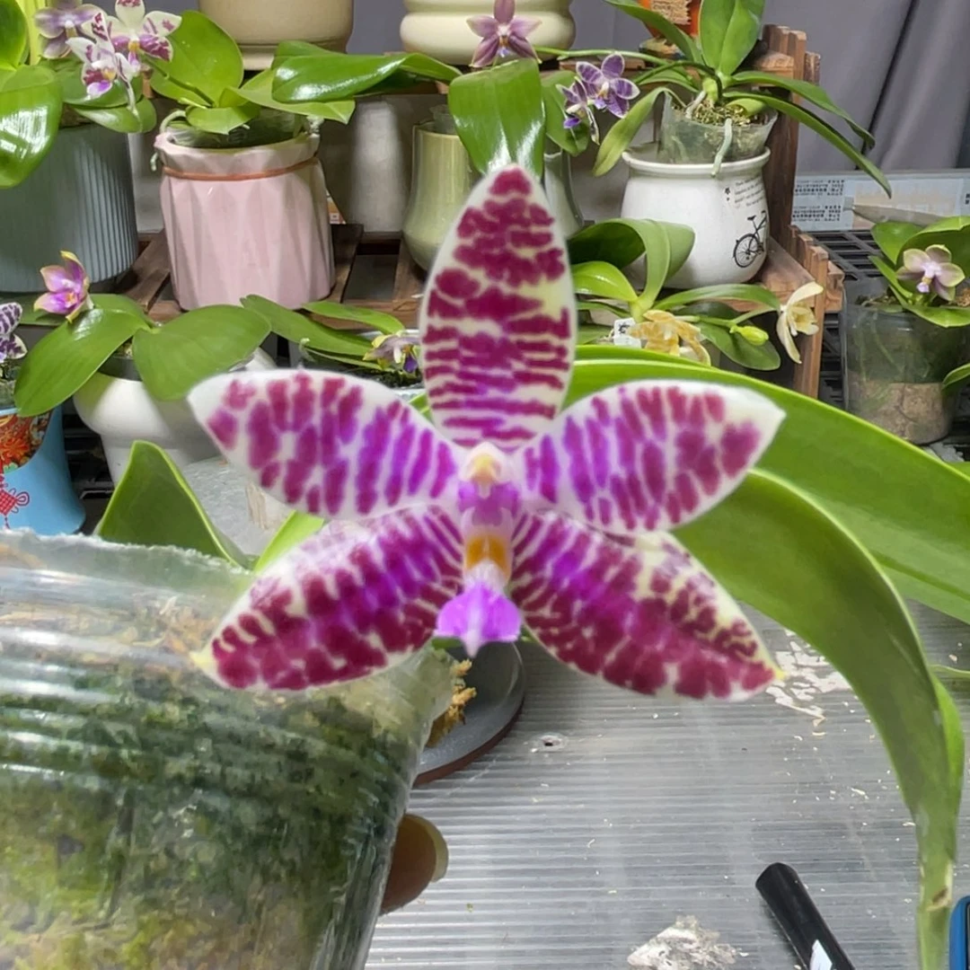 完全开放22KO，2.5杯开花株