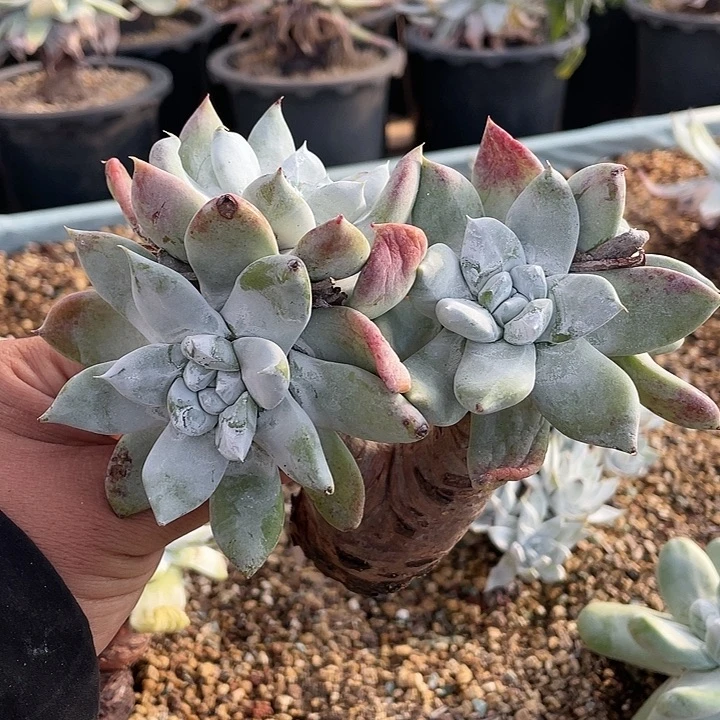 塞丽娜粗桩福利处理