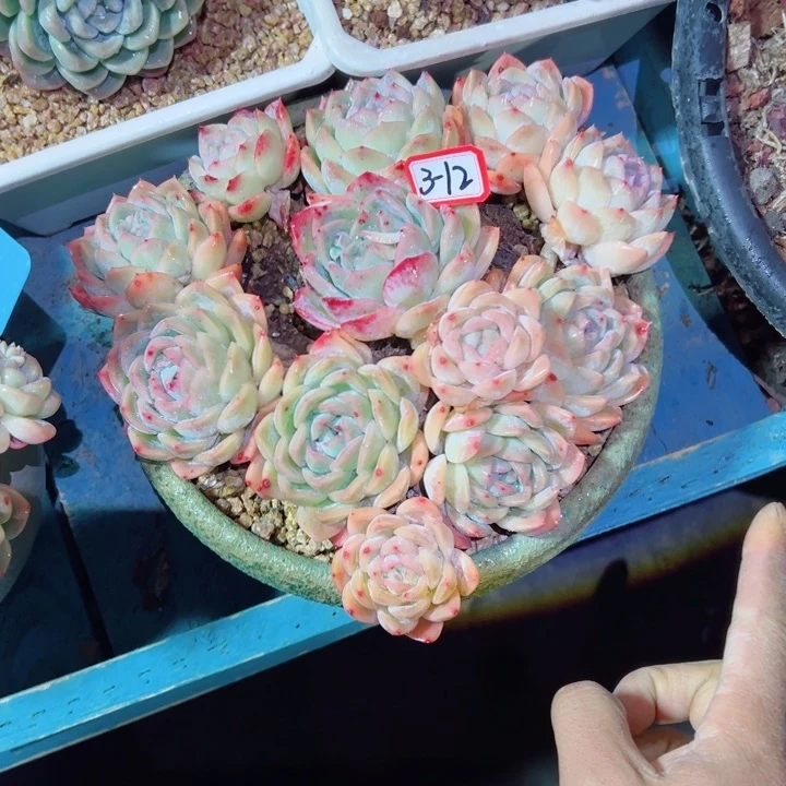 心***肥精品多肉植物老桩