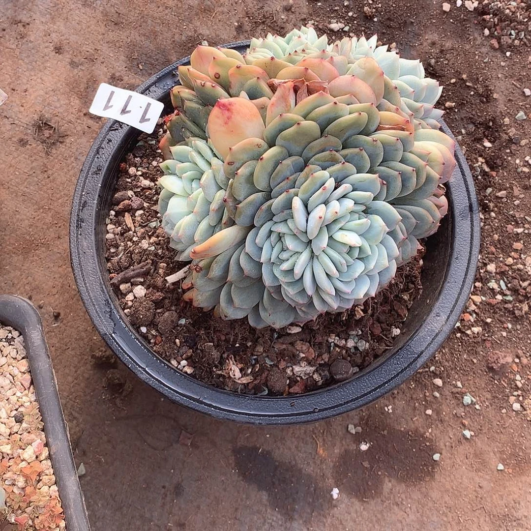 111 一物一拍多肉