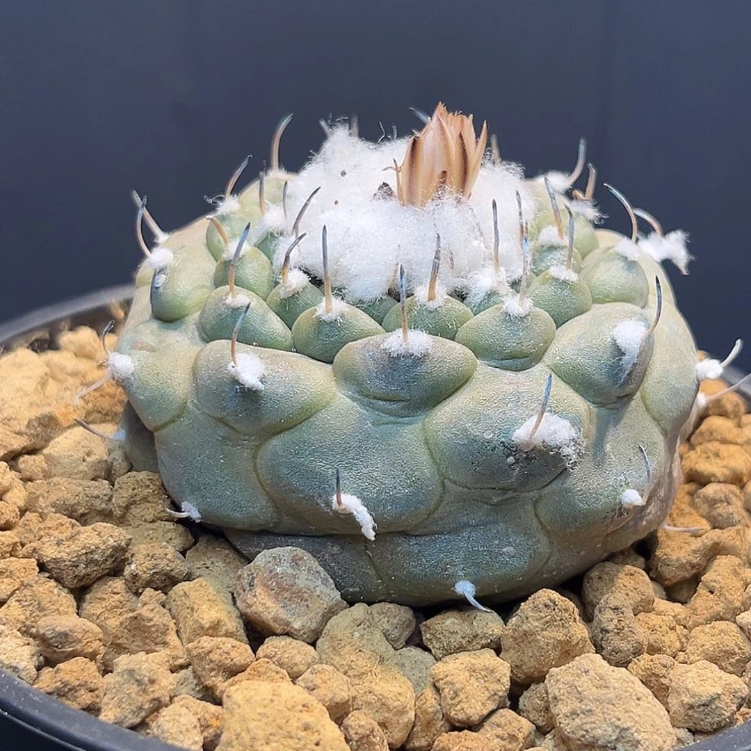 冬云Zzzzzzzzzzzzzz