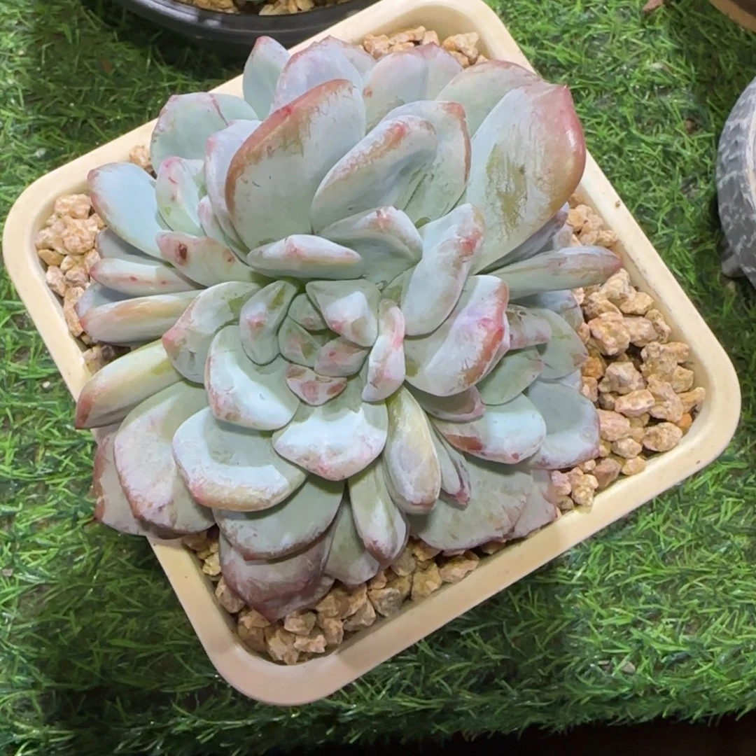 一物一拍橙子石化