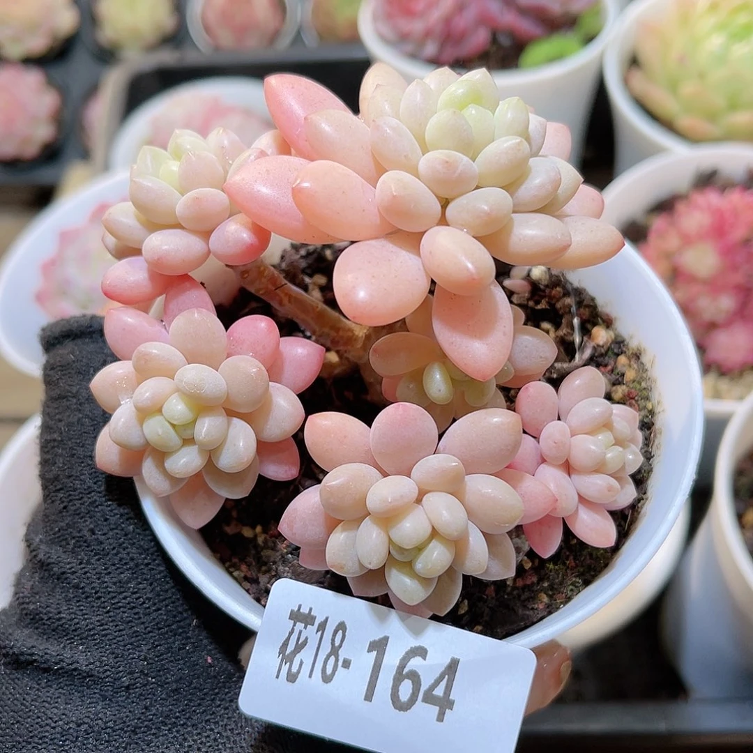 花18-164洛可可群生