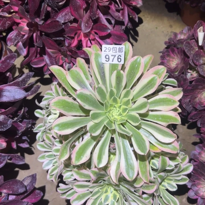 白兰地……多肉植物的