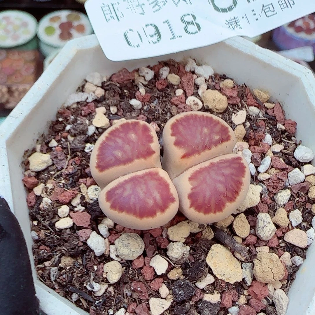 生石花满18包邮0918-62