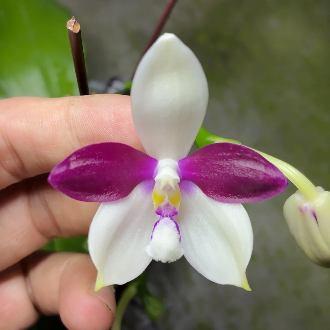 当前无花朵，栽培后可花朵A751yss1215紫玫瑰交雅风哥哥