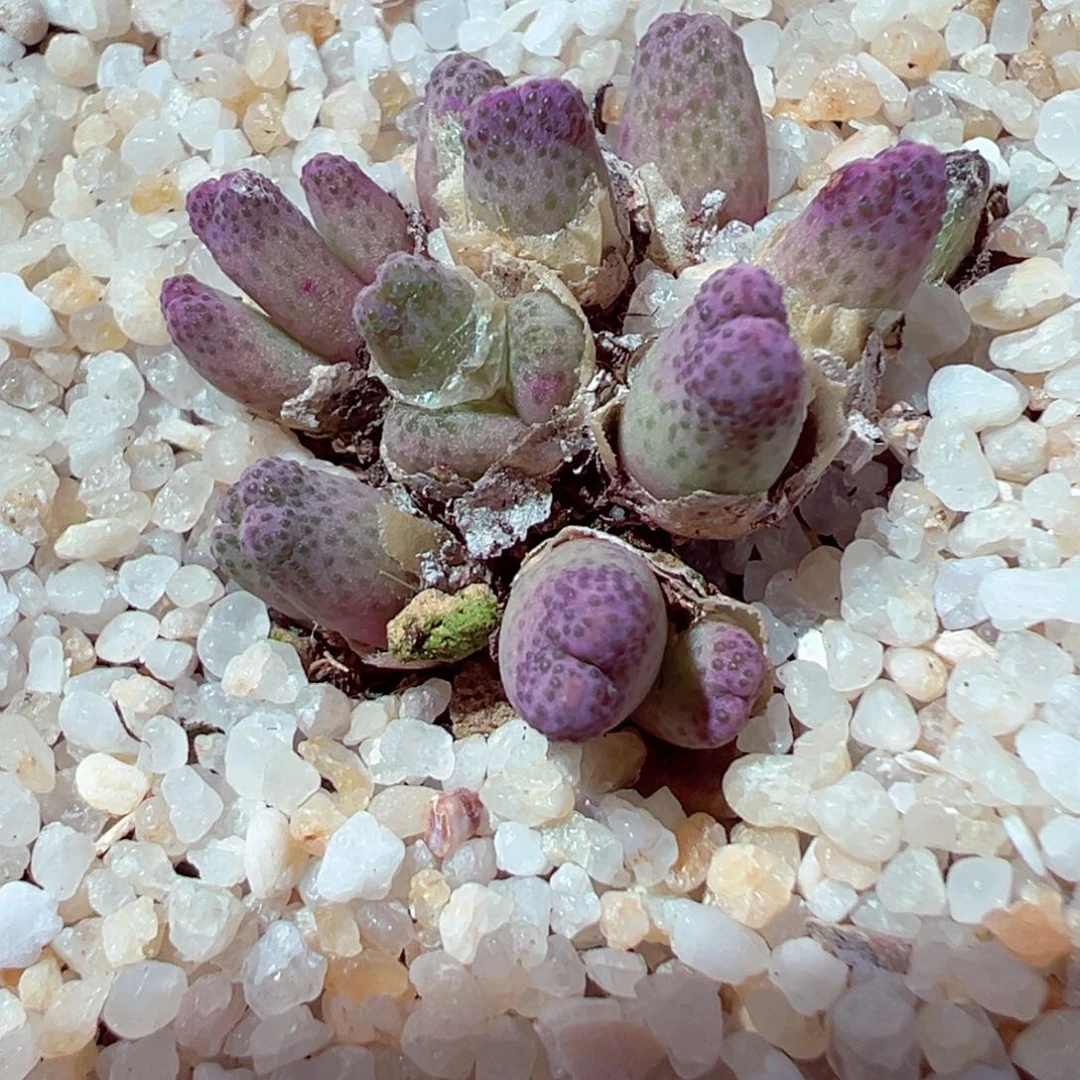 314-656.草莓斑马