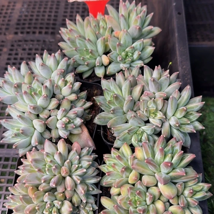 1920多肉植物一物一拍
