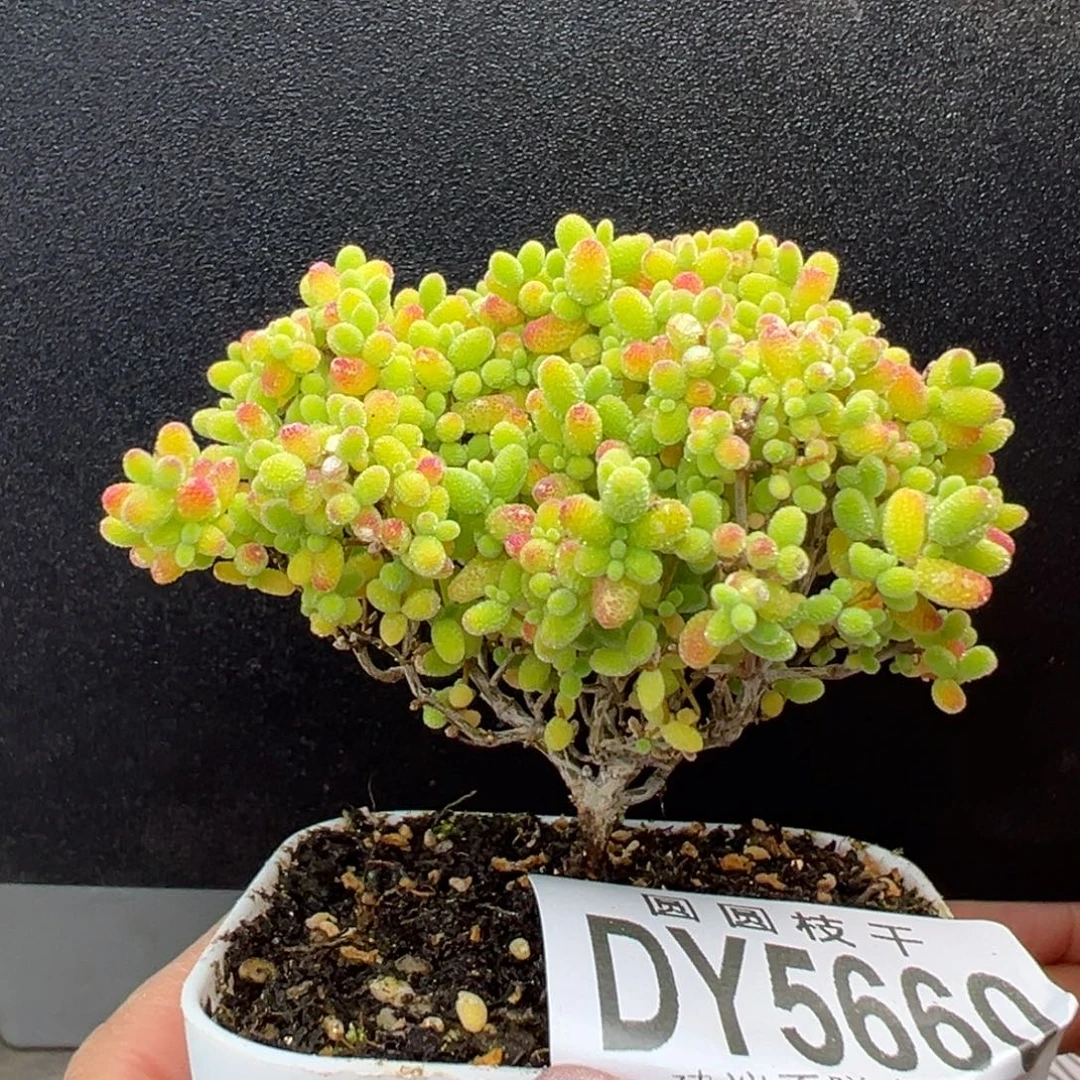 dy5660精控小老桩蜜橘糖球冠幅7cm