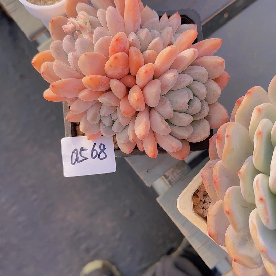 这***白0568香玉多肉植物