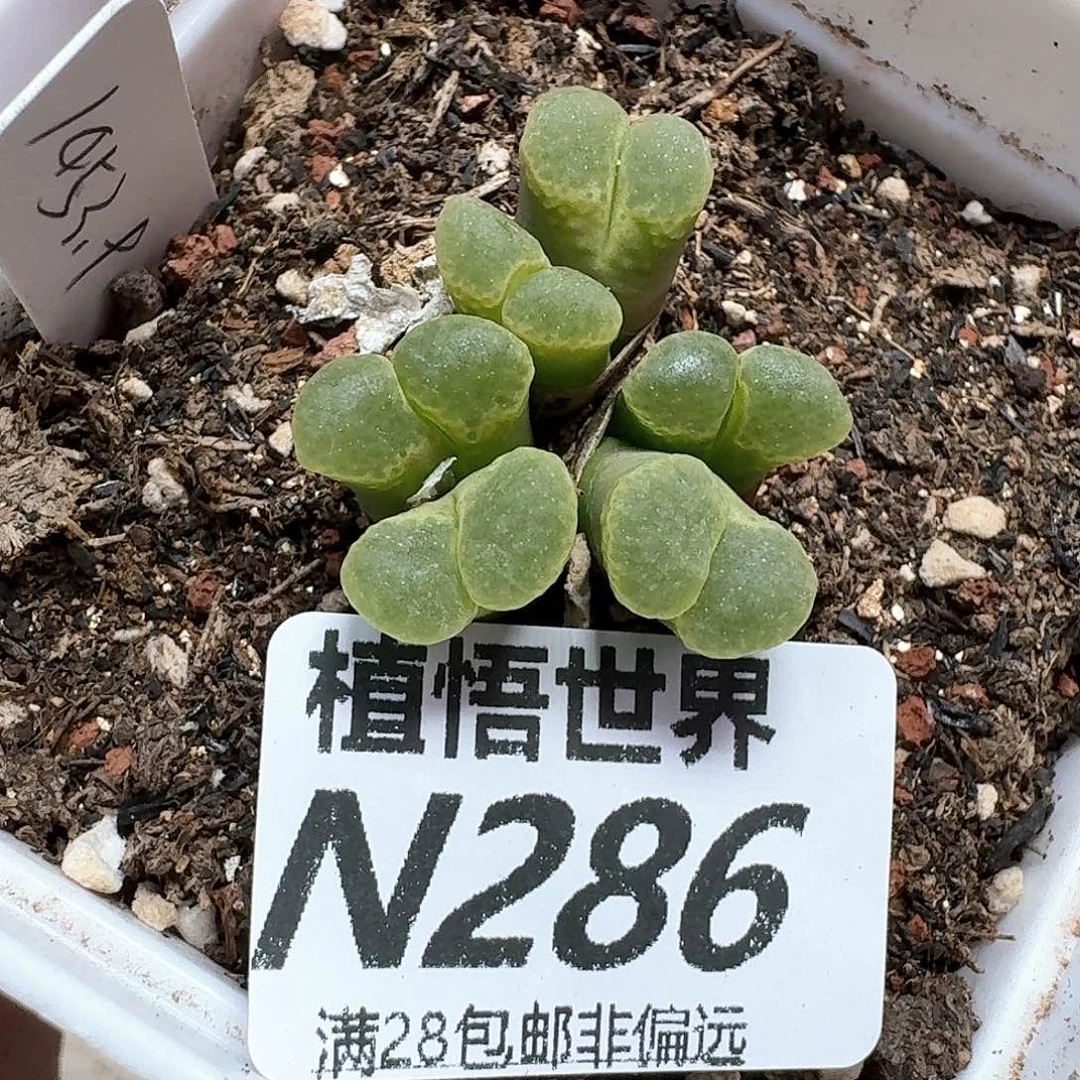 多肉植物的润泽发发