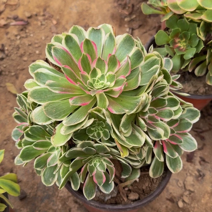 孔雀翎一颗一箱18.8