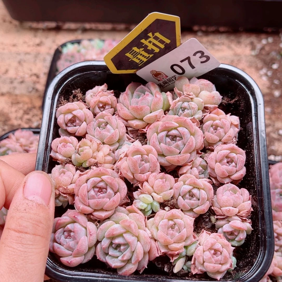 多肉植物多肉植物