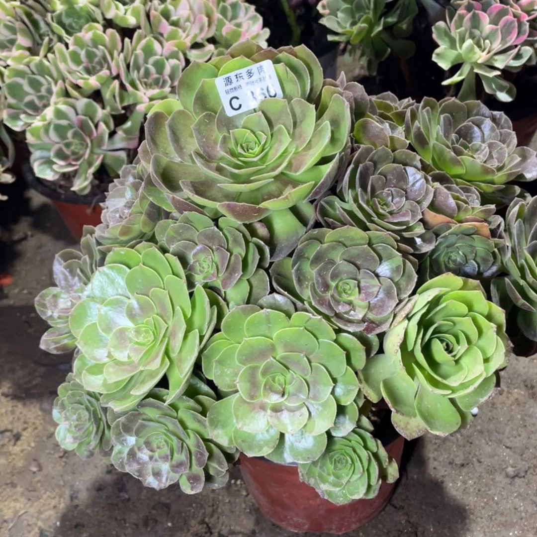 366花拉丝多肉法师断枝不包