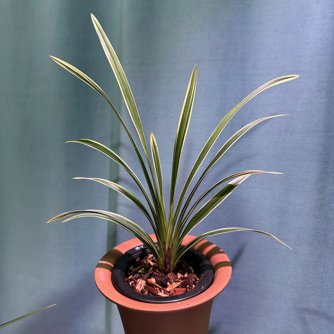 秋芝边艺铭品白孔雀6年老苗1苗成景