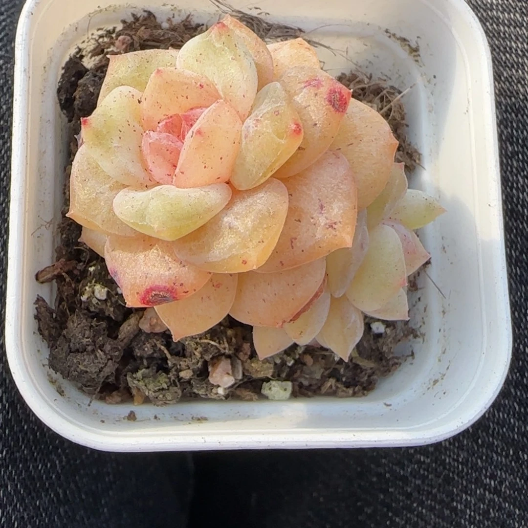 多肉小卡拉米糖心一物一拍