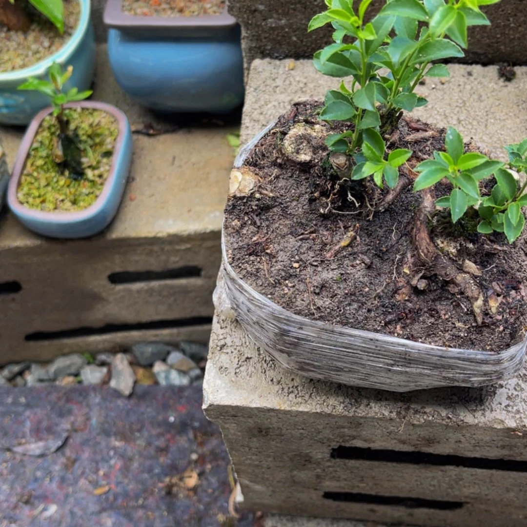 【闪购商品】无花朵黄***店