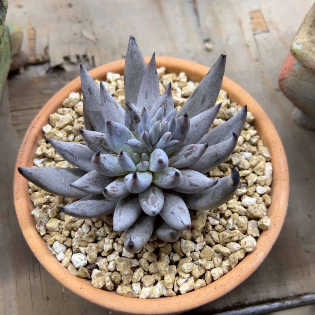 魔爪38 零零多肉植物